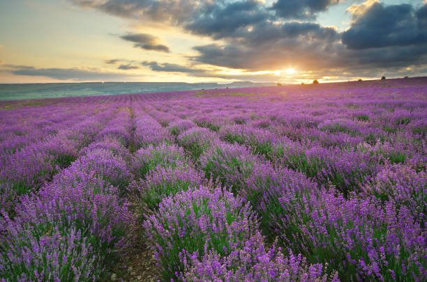 istock Meadow of lavender. 835903606