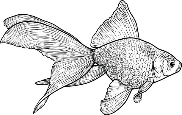Goldfish illustration, drawing, engraving, ink, line art, vector Illustration, what made by ink, then it was digitalized. gold fish tank stock illustrations