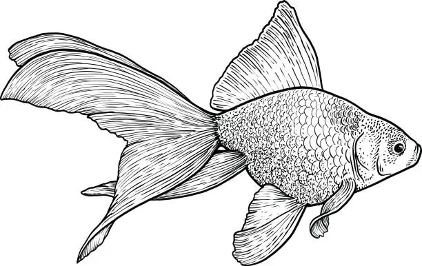 Vector illustration of Goldfish illustration, drawing, engraving, ink, line art, vector