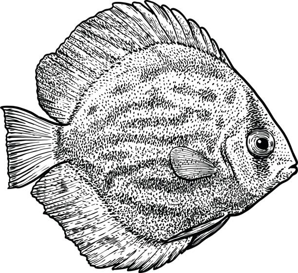 Discus Line Drawing Discus Fish Drawings Illustrations, Royalty-Free Vector Graphics & Clip ...