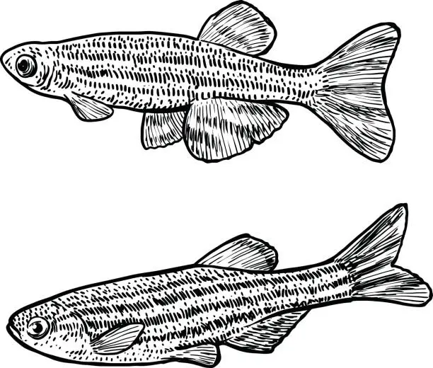 Vector illustration of Zebrafish illustration, drawing, engraving, ink, line art, vector