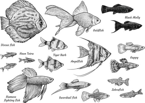 illustrations, cliparts, dessins animés et icônes de collection de l’illustration de poisson aquarium, dessin, gravure, encre, dessin au trait, vecteur - guppy poisson
