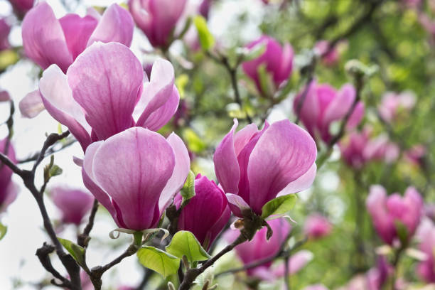 istock pink magnolia flowers 835906292