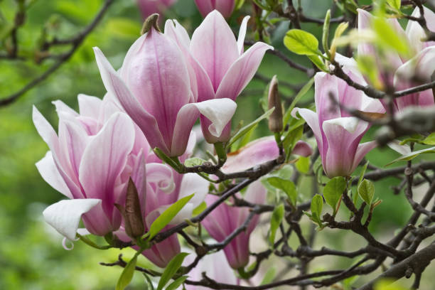istock pink magnolia flowers 835906702