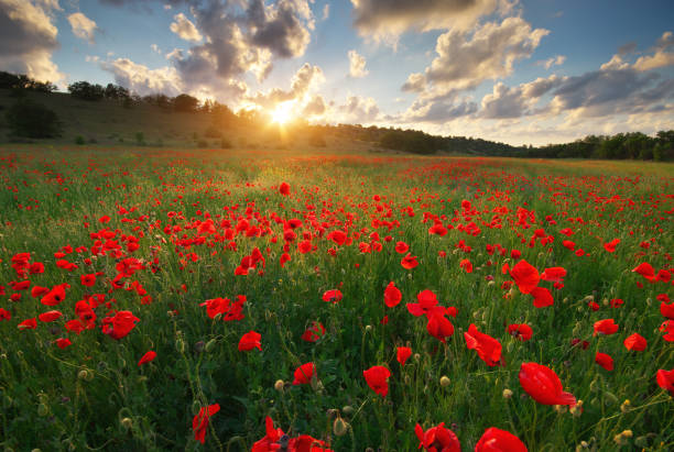 istock Poppy meadow landscape 835906936