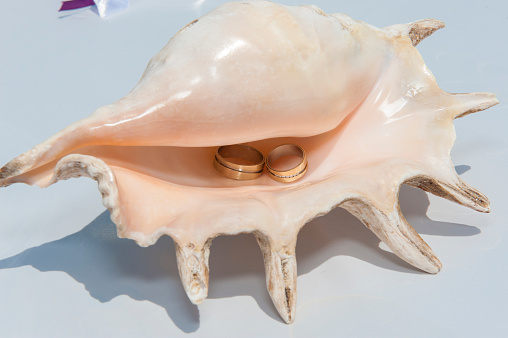 Pair of gold wedding ring bands in conch seashell on white table