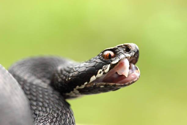 black european common female viper showing her fangs stock photo