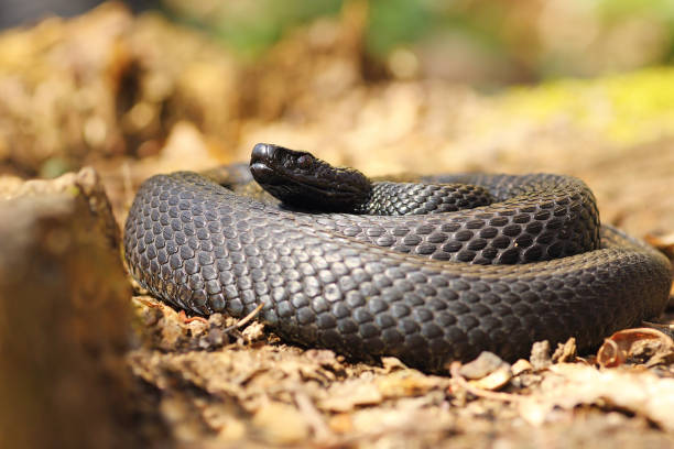 istock black european adder standing on natural habitat 835911342