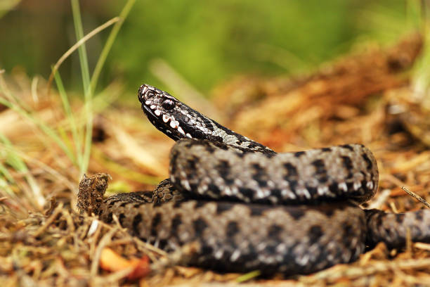 istock colorful european common viper on the ground 835911414