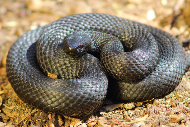 istock full length image of Vipera berus nikolski 835914038
