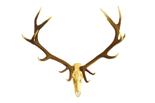 istock huge red deer buck skull, hunting trophy 835914144