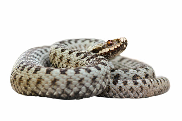 istock male common crossed viper, european venomous adder 835914150