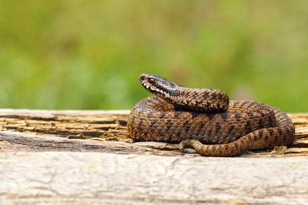 istock juvenile Vipera berus basking on wooden plank 835914242