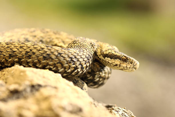 istock rare european venomous snake 835914514