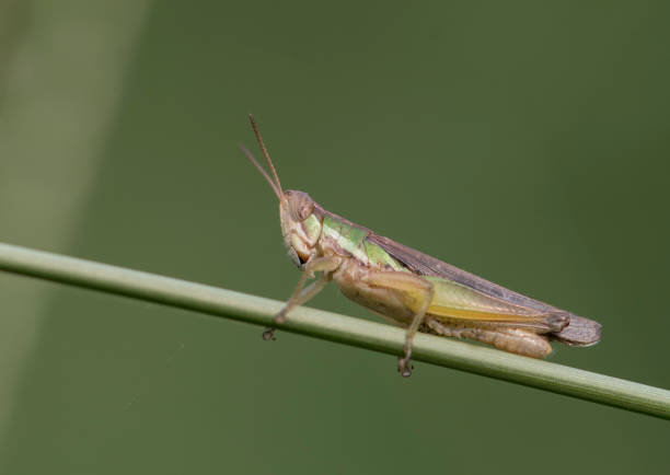 istock Grasshoppers in front of Green background 835914558