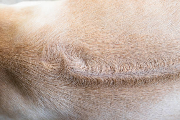 istock Dog Animal fur texture background 835919122
