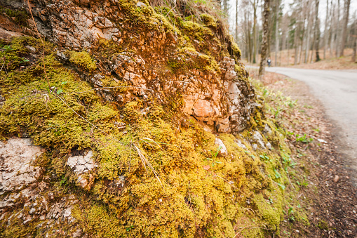 Stone wall with Moss on a hiking trail in the Bavarian Allgäu in autumn.