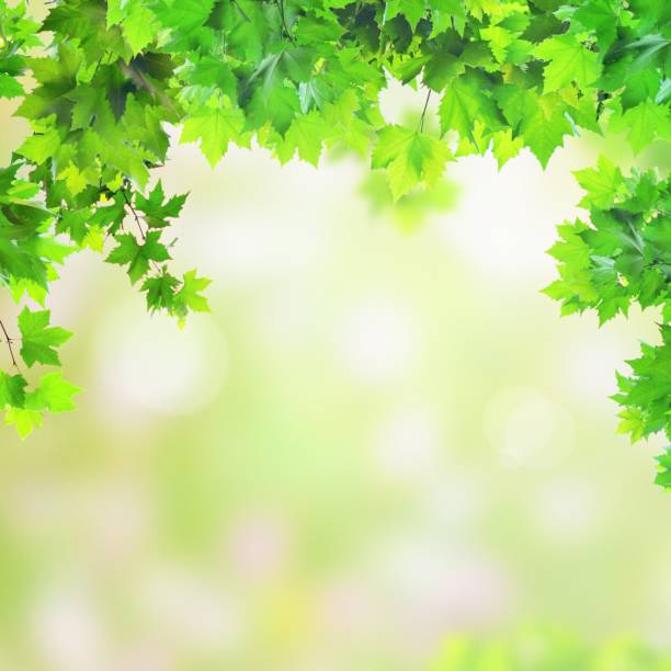 istock Fresh green leaves in springtime 835922266