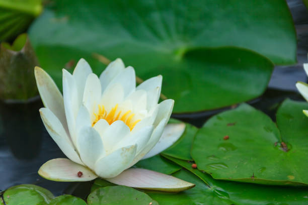 istock A lotus flower on a rainy day 835923416