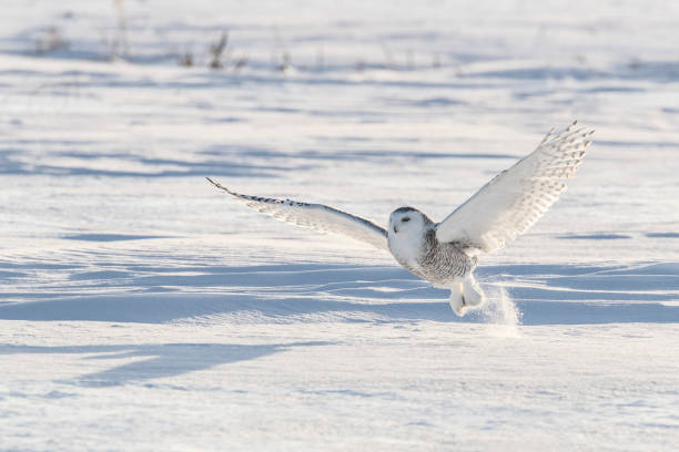 istock Snowy Takes Off 835928000