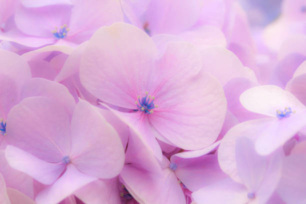 istock Purple Hydrangea flowers, natural background 835934868
