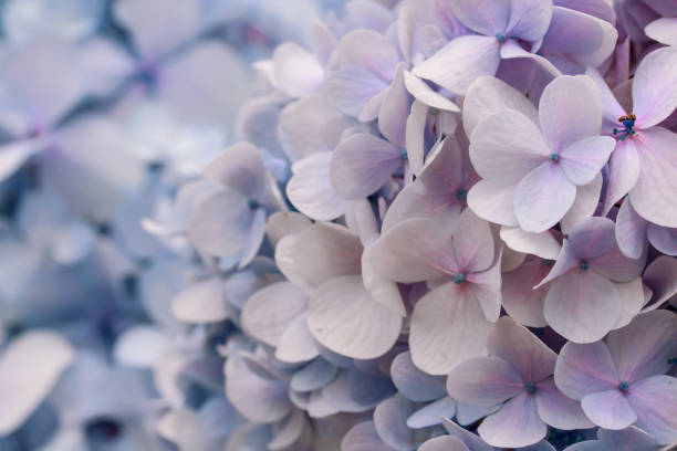 istock Purple Hydrangea flowers, natural background 835935706