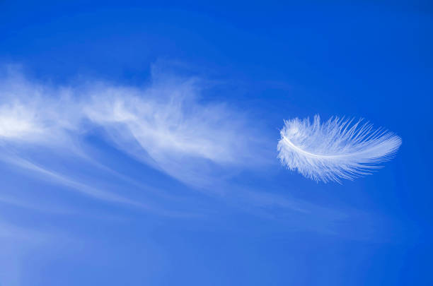 Soaring flight of white aerial fluffy feather at blue sunny sky with beautiful cirrus clouds