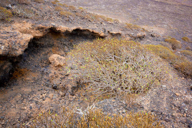 Fuerteventura volcanic slope, endemic plants, Euphorbia blasamifera