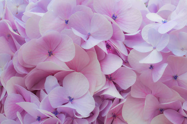 istock Purple Hydrangea flowers, natural background 835938056