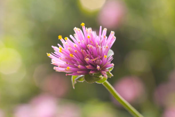 globe アマランス - globe amaranth ストックフォトと画像