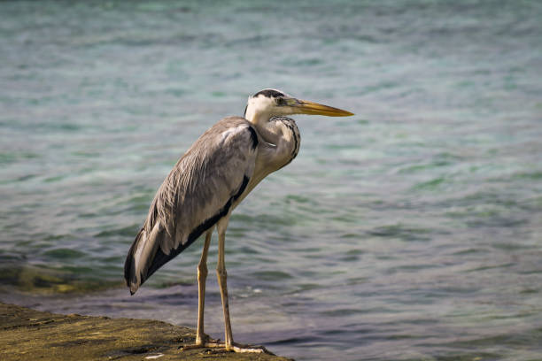 istock A heron in the sea, waiting for prey 835949648