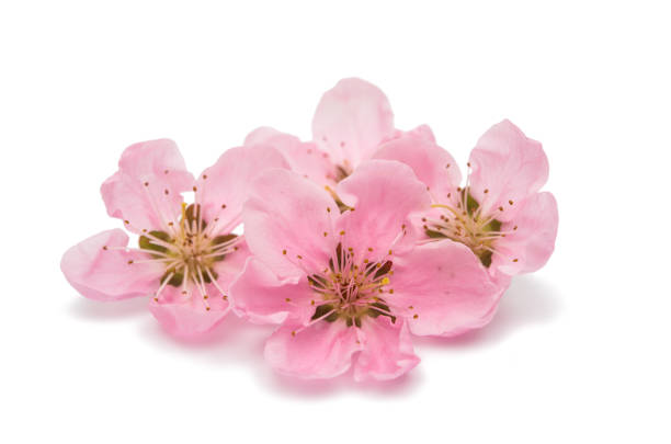 istock Cherry blossom, sakura flowers isolated 835958008