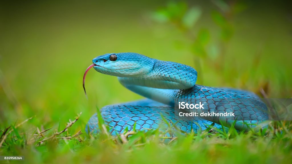 Foto de Cobra Azul Com Veneno Mortal e mais fotos de stock de Verde -  Descrição de Cor - Verde - Descrição de Cor, Cobra, Grama - iStock