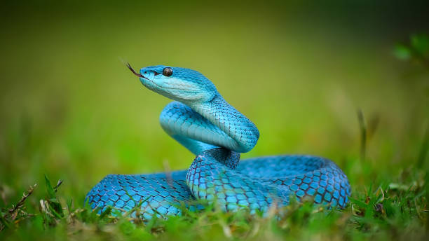 istock awesome snake but poisonous 835958274