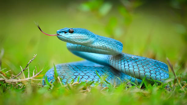 istock poisonus snake from indonesia 835958378