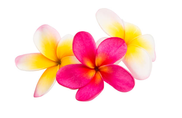 istock frangipani flower isolated 835958692
