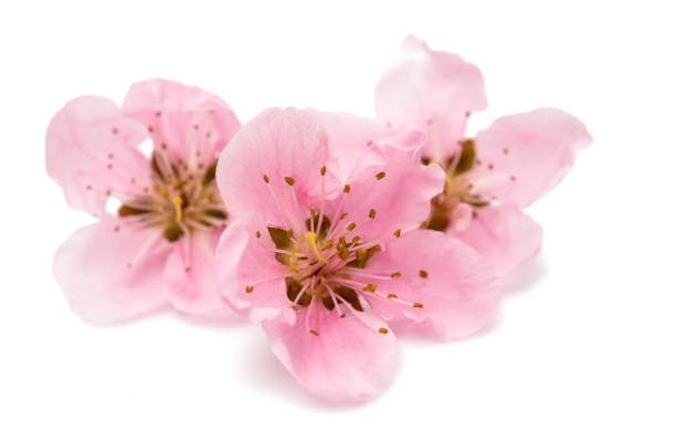 istock Cherry blossom, sakura flowers isolated 835961992
