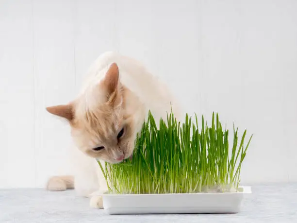 Cat is eating fresh green grass. Cat grass, pet grass. Natural hairball treatment, white, red pet cat eating fresh grass, green oats, emotionally, copy space, the concept of the health of Pets, love animals