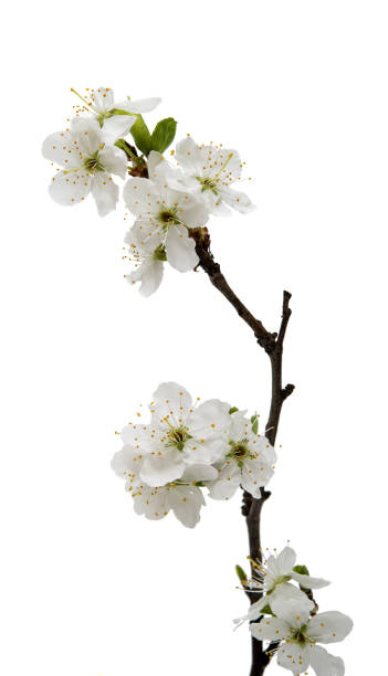 istock cherry blossom flowers isolated 835967866