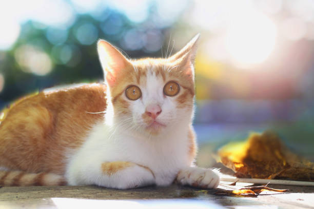 istock Cat looks at the camera. 835970316