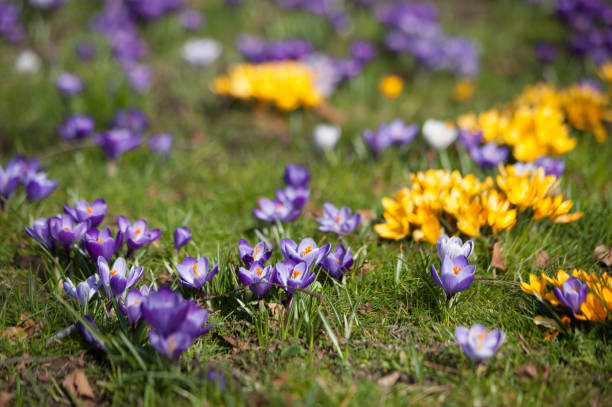 istock colorful flowers 835970360