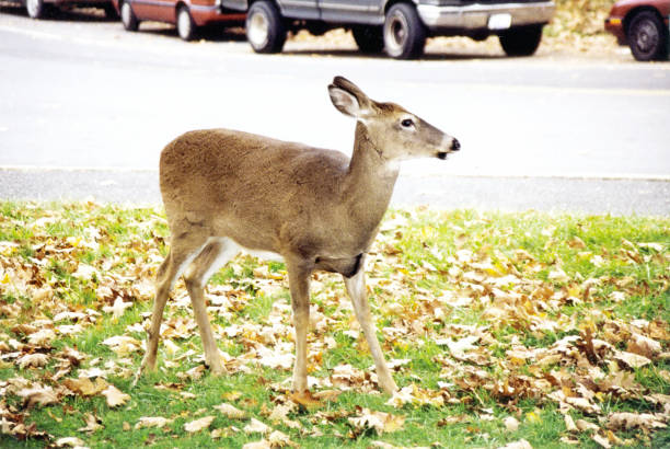istock Shenandoah Park Deer on the highway October 1997 835970724