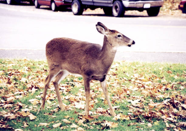 istock Shenandoah Park the deer on the highway 1997 835970872