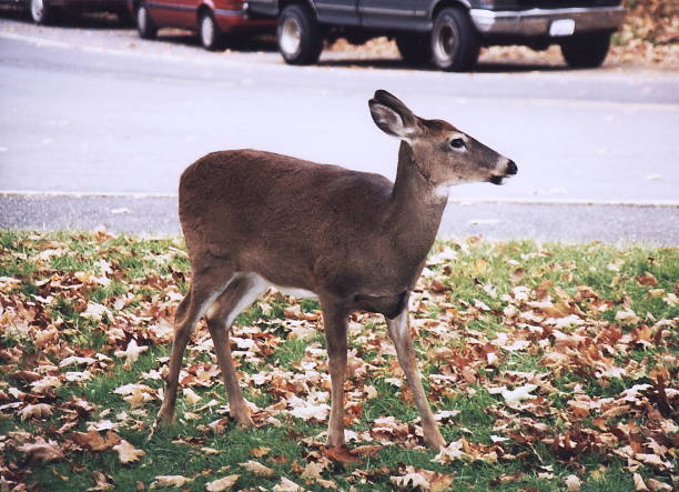 istock Shenandoah Park Deer on the highway 1997 835970906