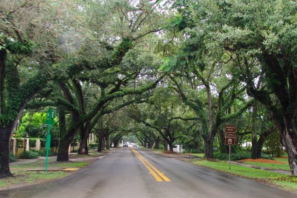 istock Famous Canopy road in Coral Gables 835970964