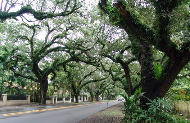 istock Famous Canopy road in Coral Gables 835973160