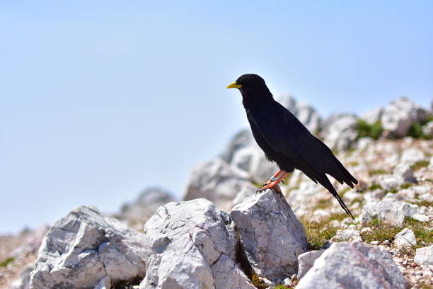 istock Black bird with yellow beak 835973284