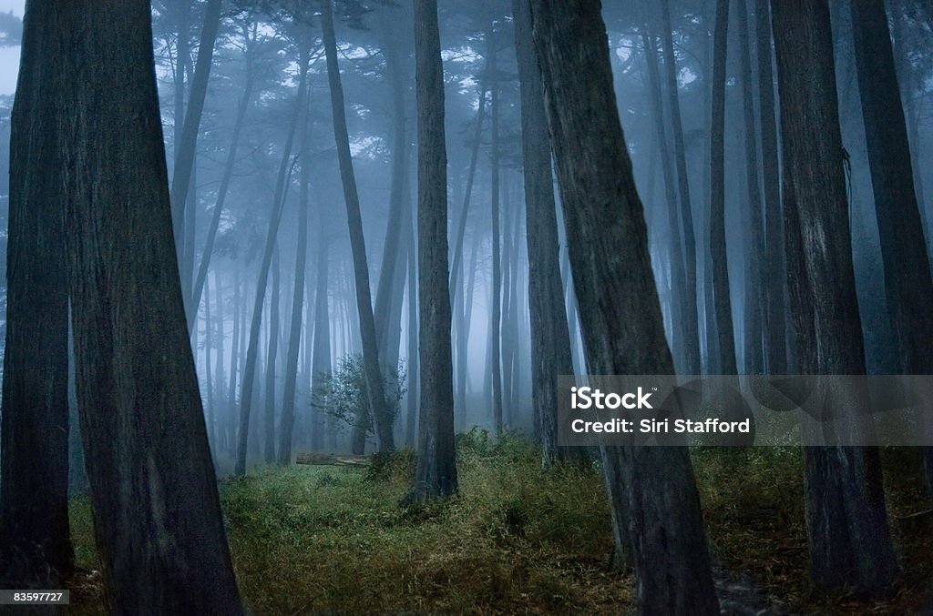 Árvore Cipreste clareira na floresta - Foto de stock de Abundância royalty-free