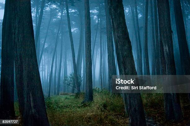 Foto de Árvore Cipreste Clareira Na Floresta e mais fotos de stock de Abundância - Abundância, Beleza natural - Natureza, Califórnia