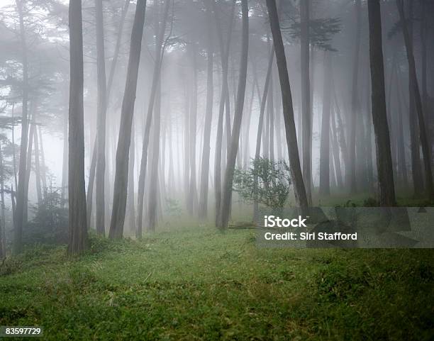 Fog Surrounding Trees In Forest Stock Photo - Download Image Now - Forest, Fog, Tree Trunk